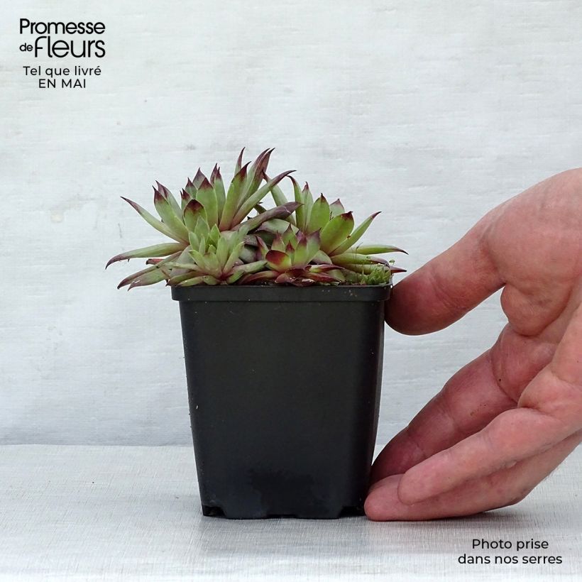 Example of Sempervivum tectorum - Joubarbe des toits Godet de 8/9 cm as you get in printemps