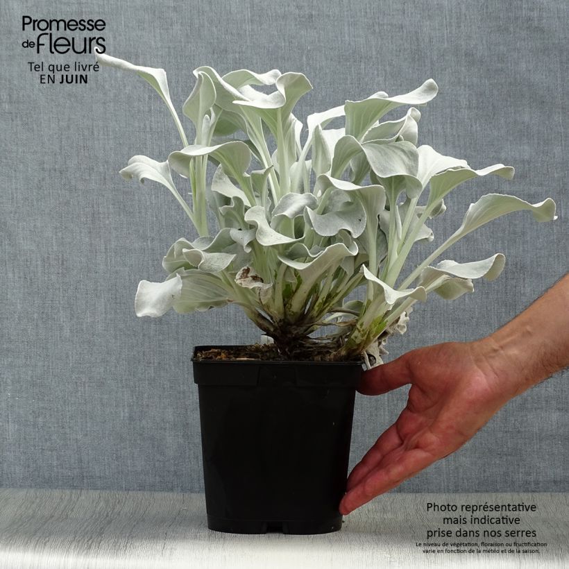 Spécimen de Senecio Angel Wings - Seneçon  Pot de 2L/3L tel que livré en été