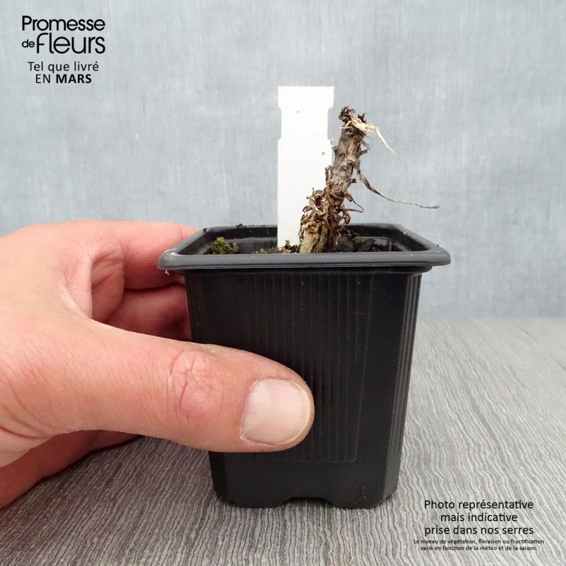 Spécimen de Senecio Donkey's Ears - Cinéraire niveoaureus  Godet de 8/9 cm tel que livré au printemps