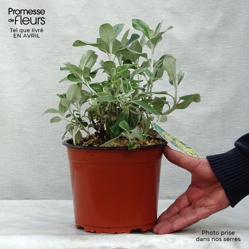 Spécimen de Senecio greyi Sunshine - Seneçon en arbre Pot de 2L/3L tel que livré au printemps