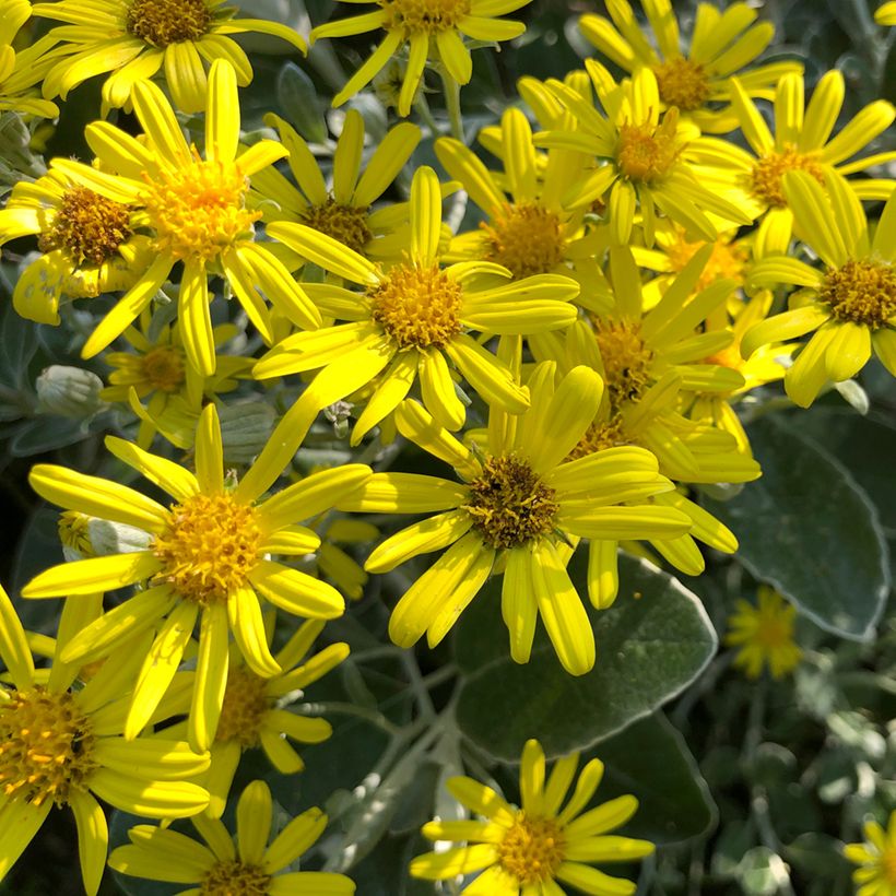 Senecio greyi Sunshine - Seneçon en arbre (Floraison)