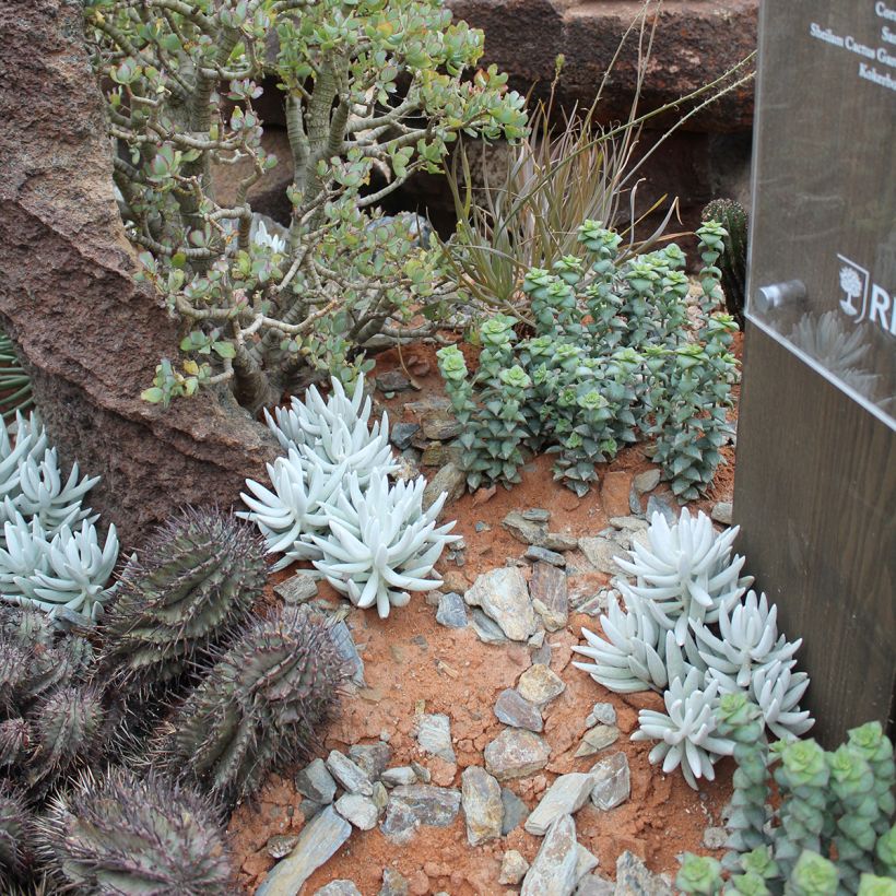 Senecio hawortii - Plante cocon (Port)