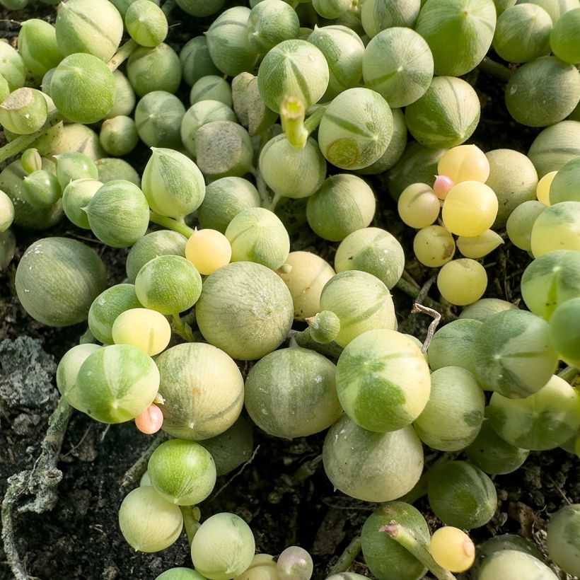 Senecio rowleyanus Variegata - Collier de perles (Foliage)
