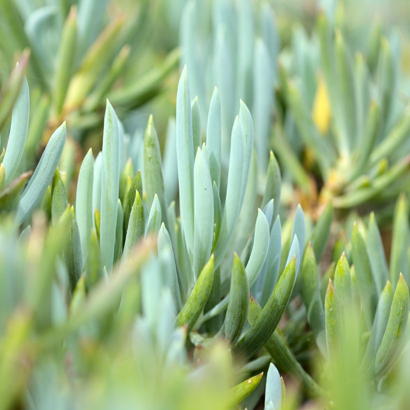 Senecio serpens Dwarf Blue (Feuillage)