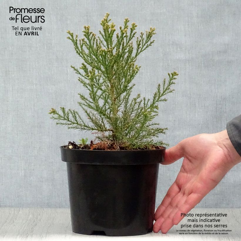 Spécimen de Sequoiadendron giganteum - Séquoia géant  Pot de 2L/3L tel que livré au printemps