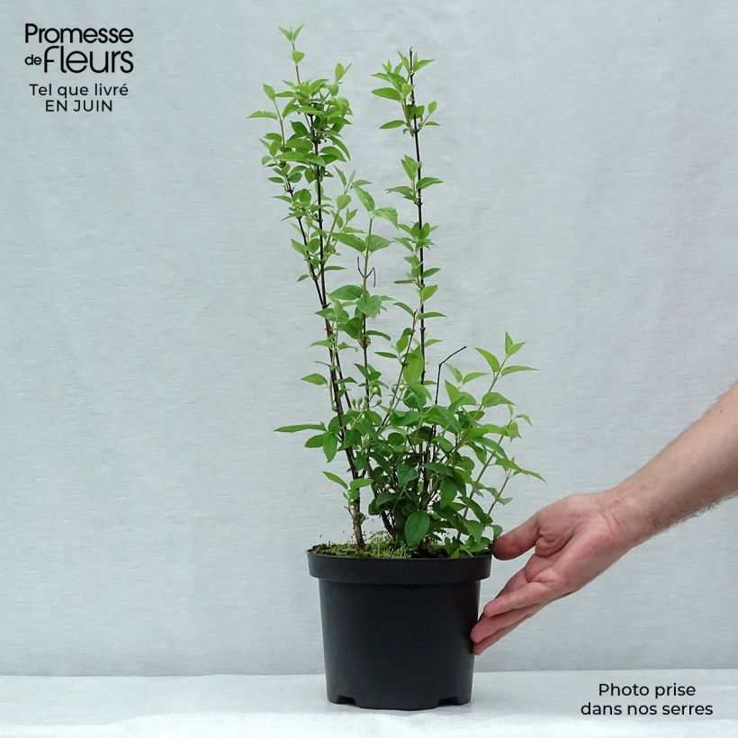 Spécimen de Seringat - Philadelphus Frosty Morn Pot de 3L/4L tel que livré en été