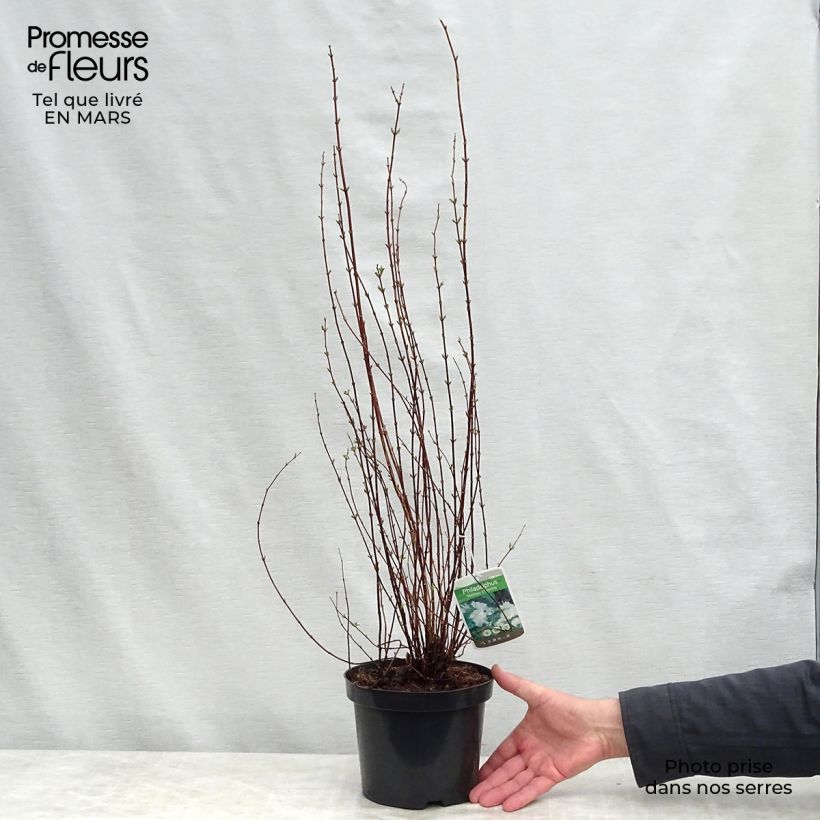 Example of Seringat de Lemoine - Philadelphus Manteau d'Hermine Pot de 3L/4L as you get in printemps