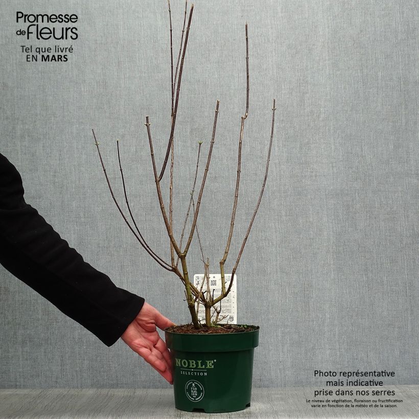 Spécimen de Seringat des Jardins - Philadelphus Innocence Pot de 3L/4L tel que livré au printemps