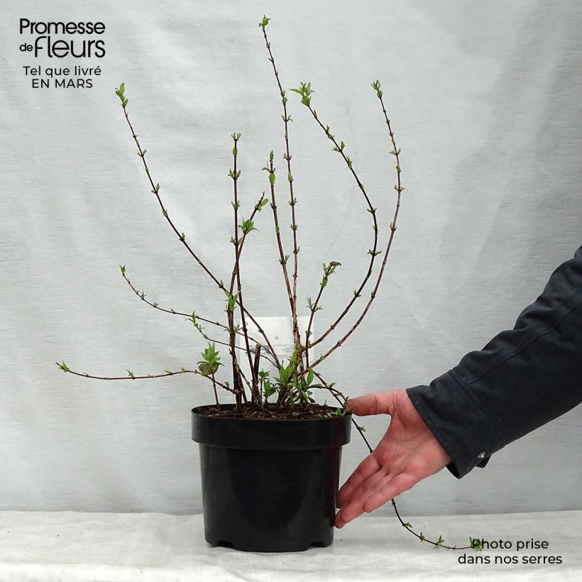 Example of Seringat des jardins - Philadelphus Belle Etoile Pot de 3L/4L as you get in printemps