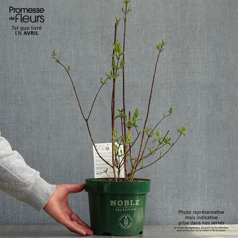 Spécimen de Seringat des jardins - Philadelphus Starbright Pot de 3L/4L tel que livré au printemps