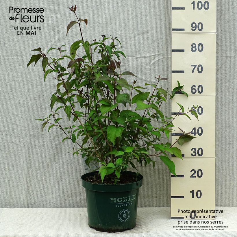 Spécimen de Seringat des jardins - Philadelphus Starbright Pot de 7,5L/10L tel que livré au printemps