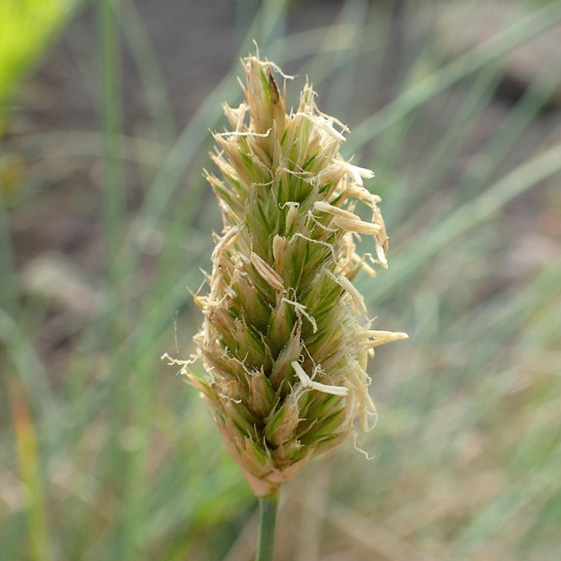 Sesleria argentea - Seslérie argentée (Flowering)