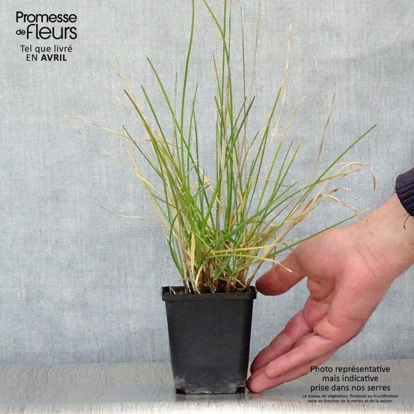 Example of Sesleria argentea - Seslérie argentée Godet de 8/9 cm as you get in printemps