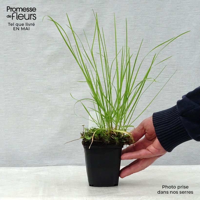 Spécimen de Sesleria autumnalis - Seslérie d'automne Godet de 8/9 cm tel que livré au printemps