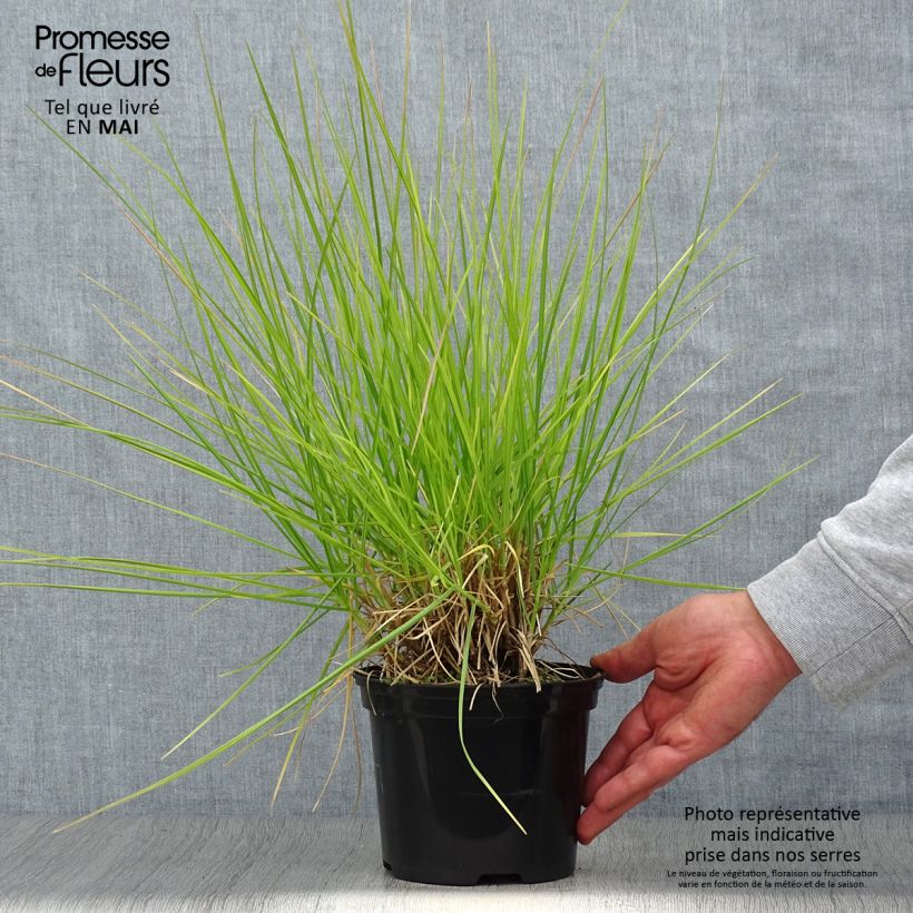 Spécimen de Sesleria autumnalis - Seslérie d'automne Pot de 2L/3L tel que livré au printemps