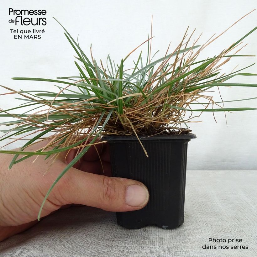 Spécimen de Sesleria caerulea - Seslérie bleue Godet de 8/9 cm tel que livré au printemps