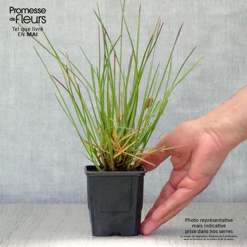 Spécimen de Sesleria heufleriana - Seslerie Godet de 8/9 cm tel que livré au printemps