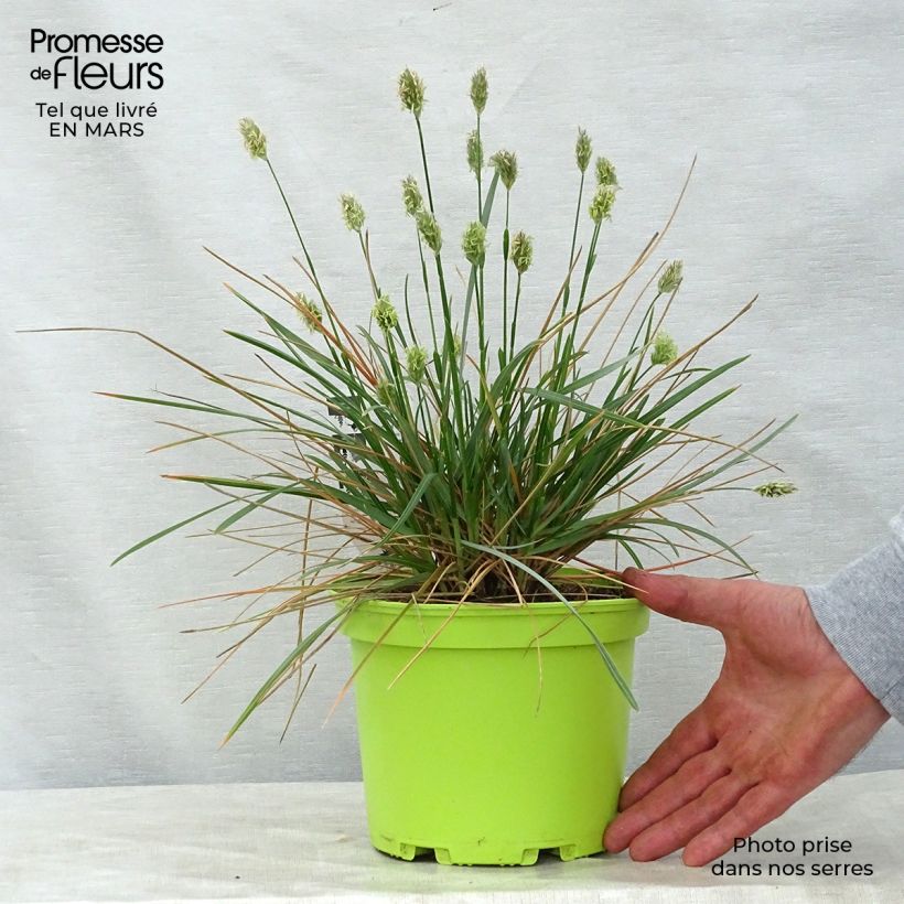 Spécimen de Sesleria heufleriana - Seslerie Pot de 2L/3L tel que livré au printemps