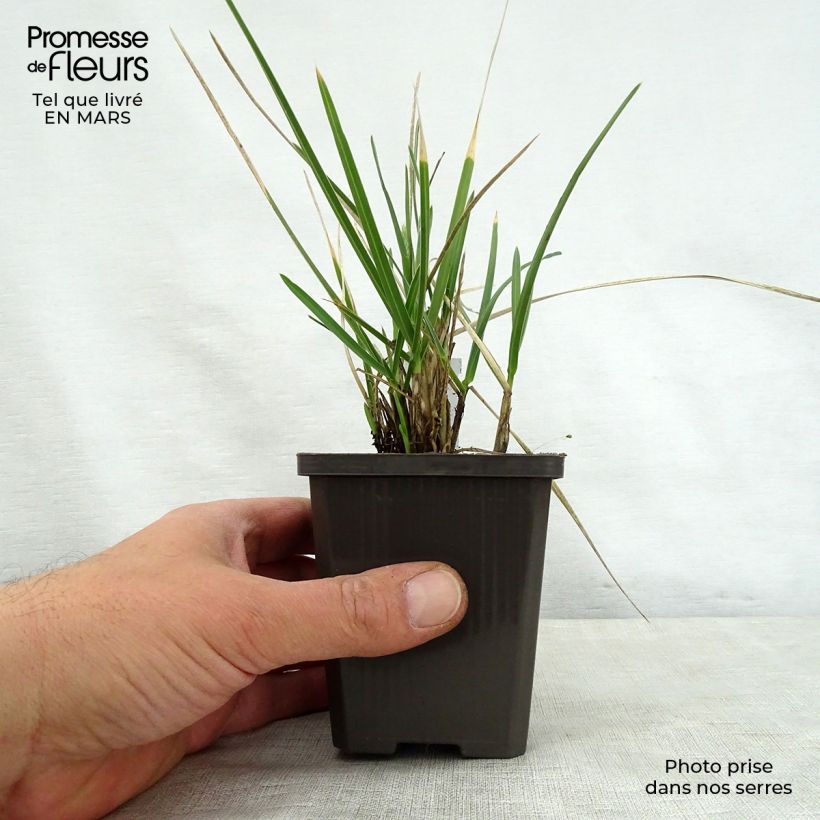 Example of Sesleria nitida - Seslérie Godet de 8/9 cm as you get in printemps