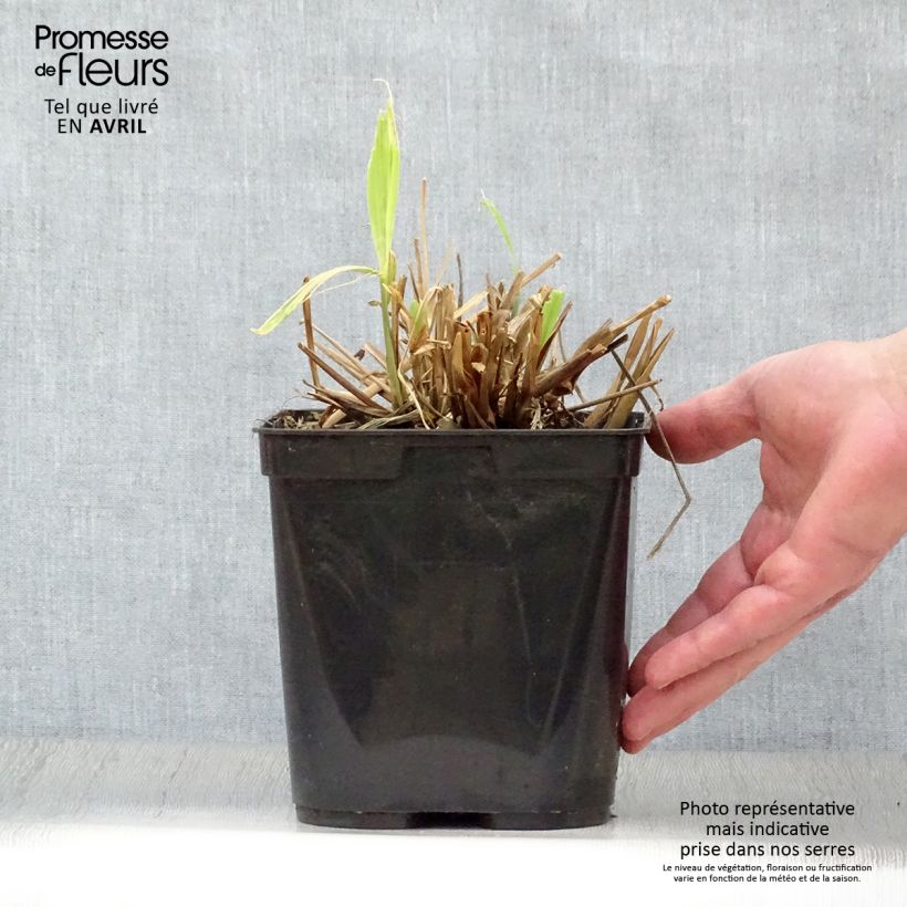 Spécimen de Setaria palmifolia - Herbe-palmier Pot de 2L/3L tel que livré au printemps