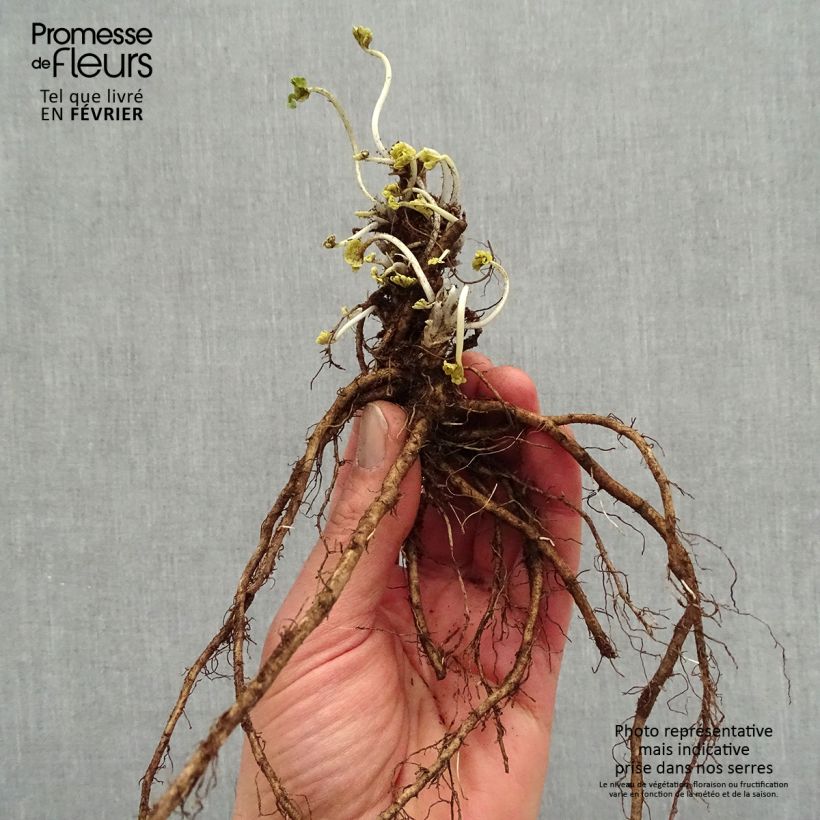 Spécimen de Sidalcea Candy Girl - Sidalcée Racines nues, Qualité premium tel que livré en hiver