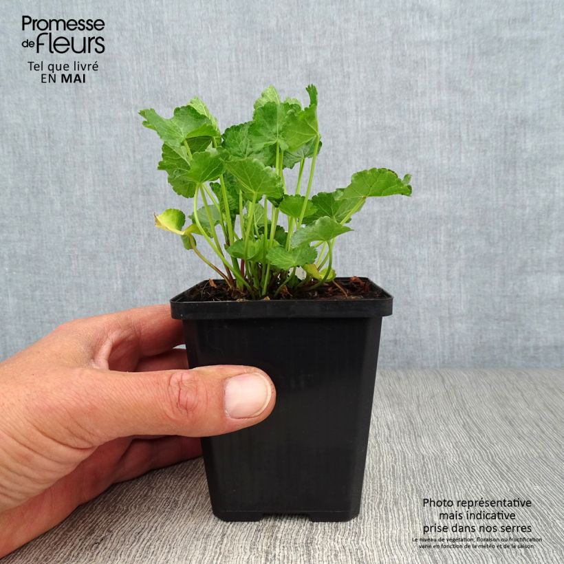 Spécimen de Sidalcea Party Girl - Sidalcée Godet de 8/9 cm tel que livré au printemps