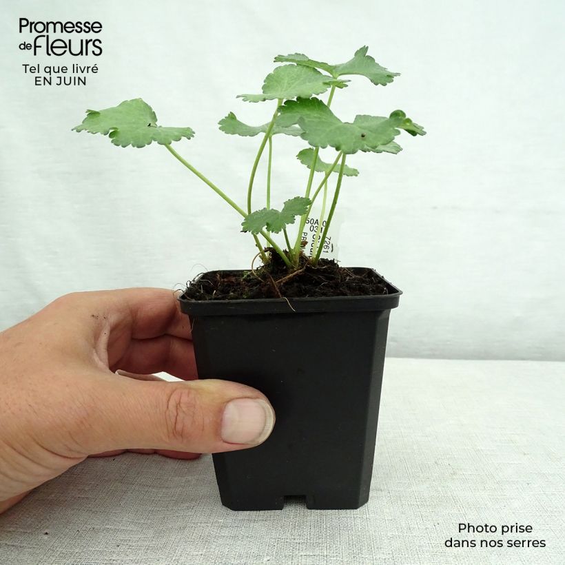 Spécimen de Sidalcea malviflora Elsie Heugh, Sidalcée Godet de 8/9 cm tel que livré en été