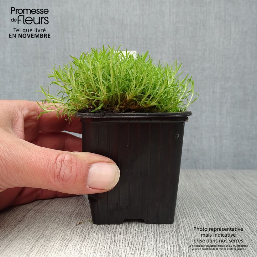 Spécimen de Silene acaulis Godet de 7/8 cm tel que livré en automne