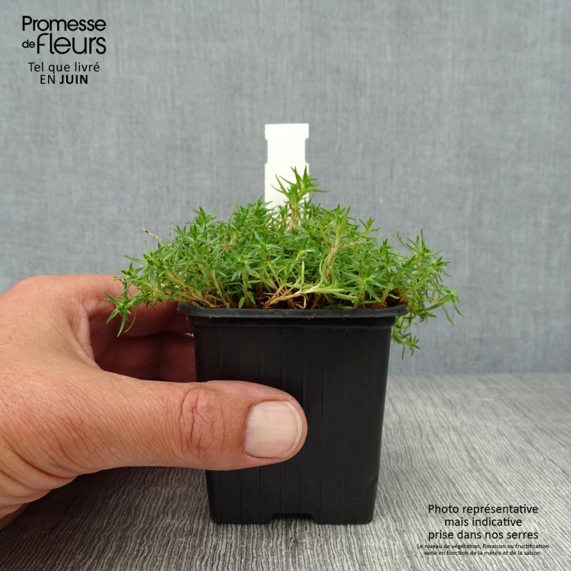 Spécimen de Silene acaulis Godet de 7/8 cm tel que livré en été