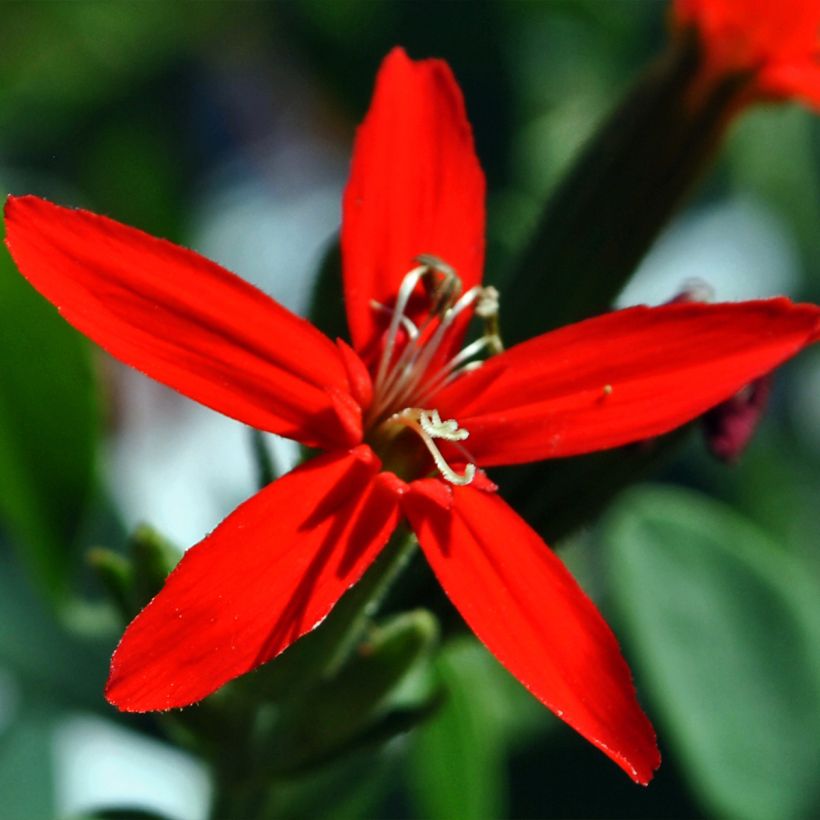 Silene regia - Silène royal (Floraison)