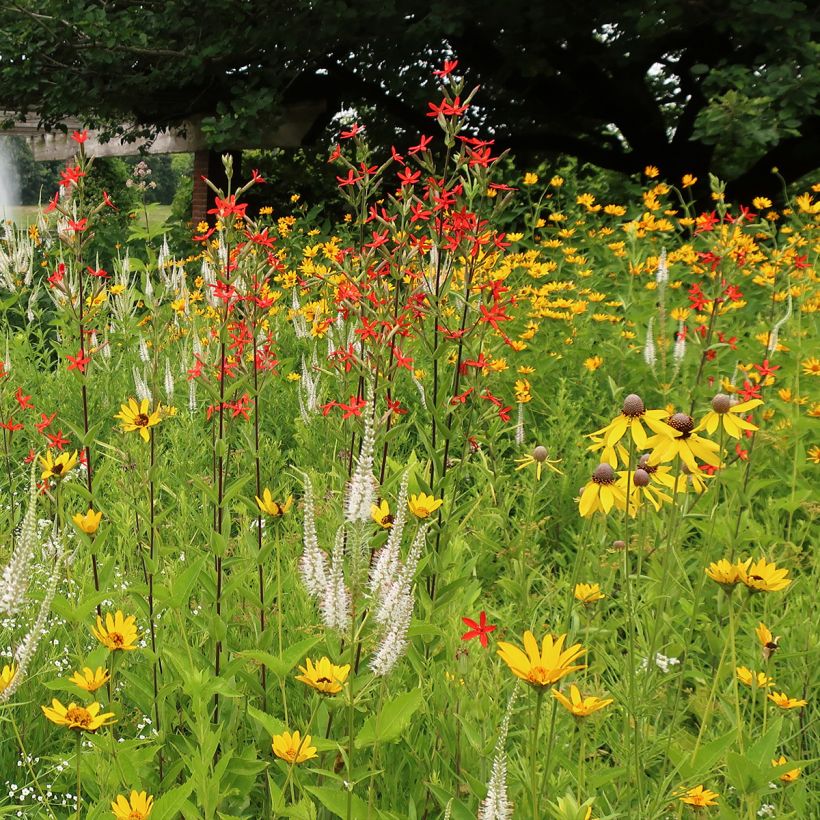 Silene regia - Silène royal (Port)