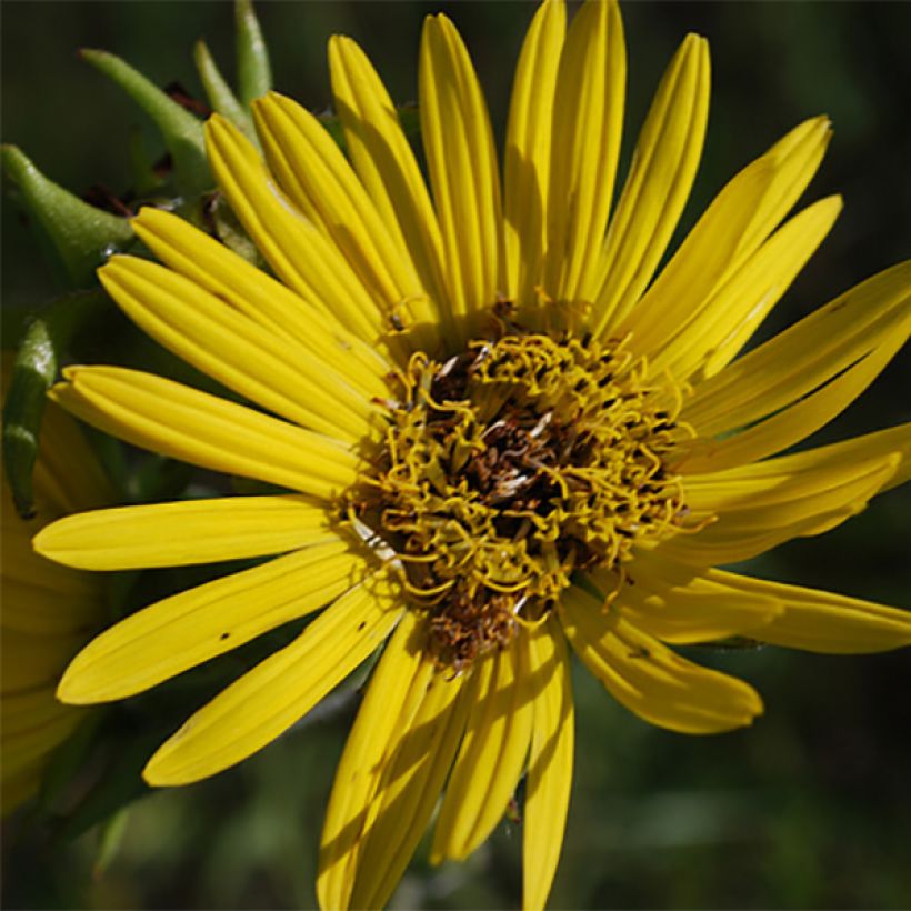 Silphium laciniatum - Plante boussole (Floraison)