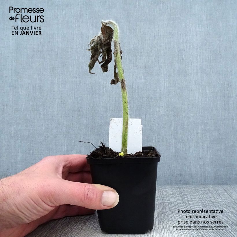 Spécimen de Silphium mohrii  Godet de 8/9 cm tel que livré en hiver