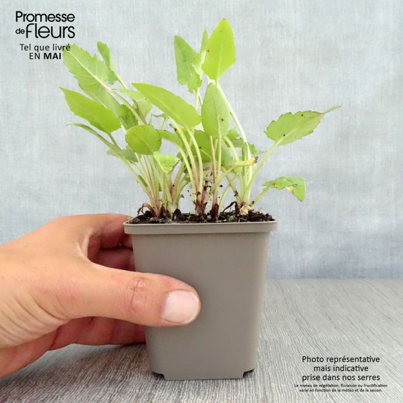 Spécimen de Silphium perfoliatum Godet de 8/9 cm tel que livré au printemps