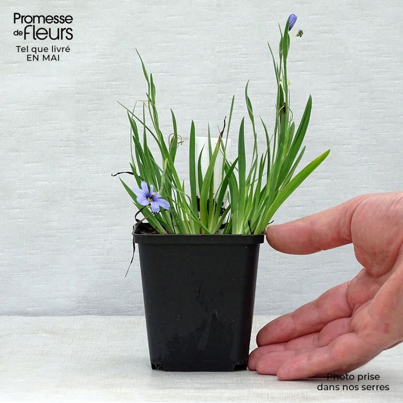 Spécimen de Sisyrinchium angustifolium Devon Skies Godet de 8/9 cm tel que livré au printemps
