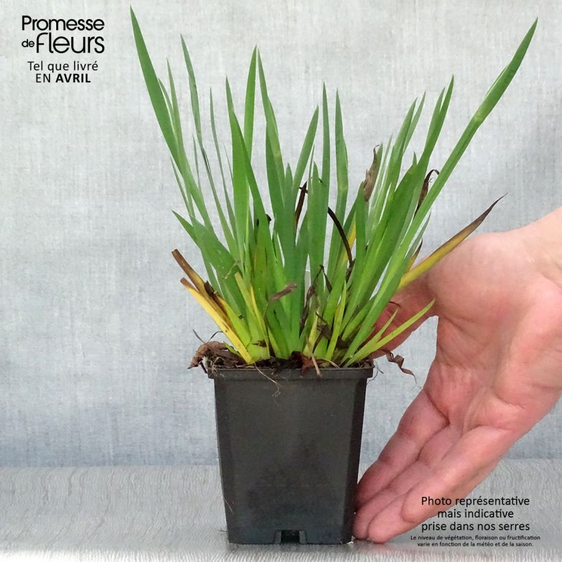 Example of Sisyrinchium bellum  Godet de 8/9 cm as you get in printemps