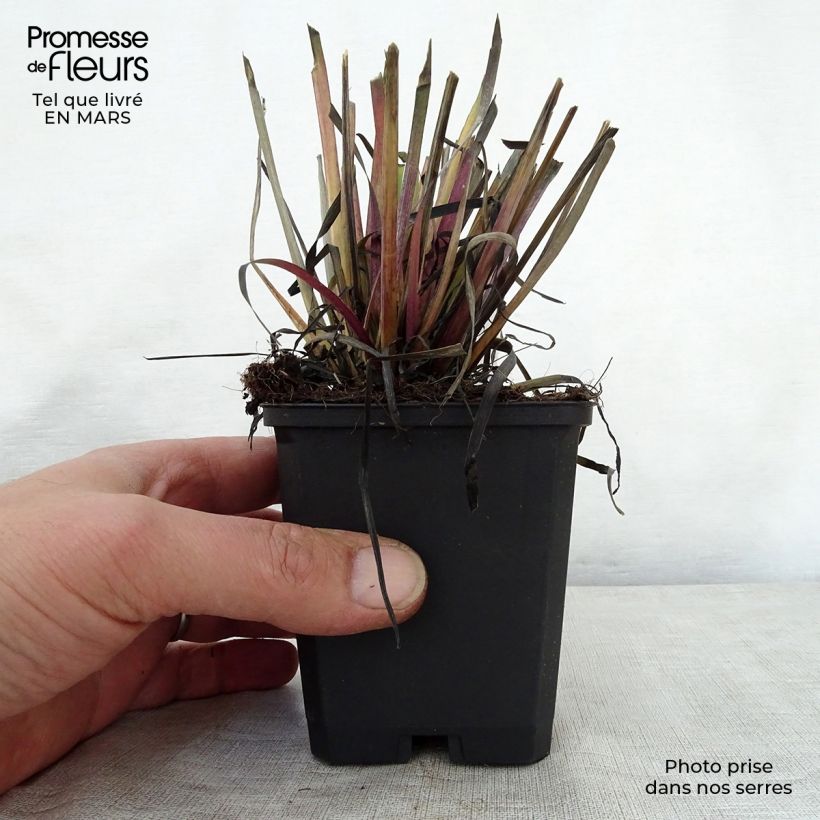 Spécimen de Sisyrinchium californicum - Bermudienne de Californie Godet de 8/9 cm tel que livré au printemps