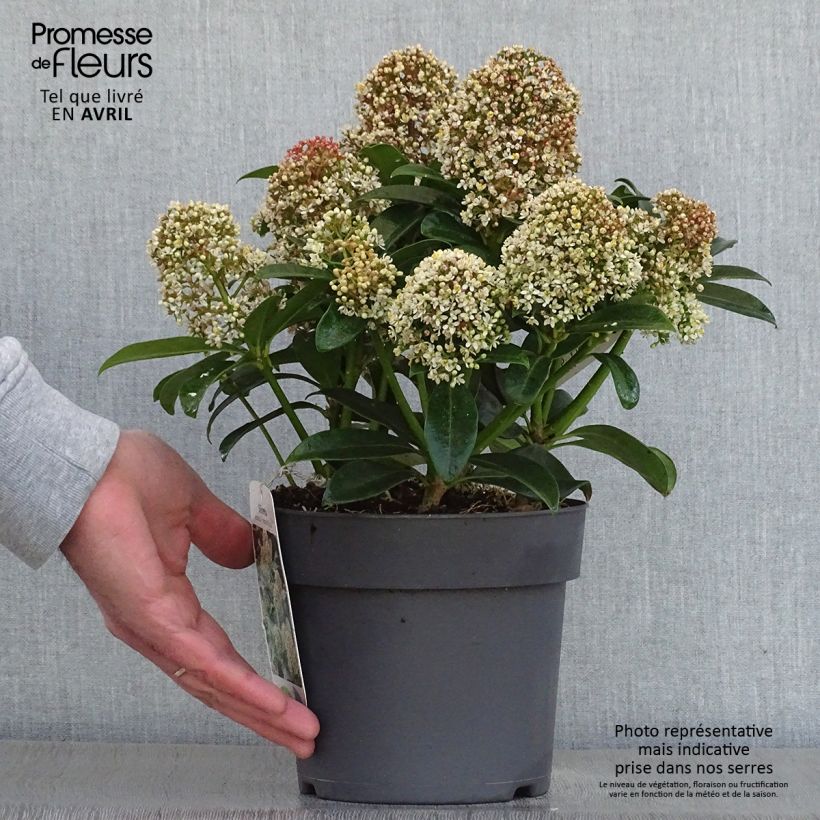 Example of Skimmia japonica Fragrant Cloud Pot de 2L/3L as you get in printemps