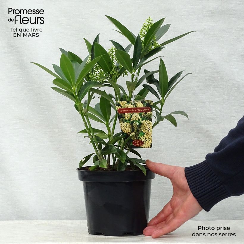 Example of Skimmia japonica Kew Green Pot de 2L/3L as you get in printemps
