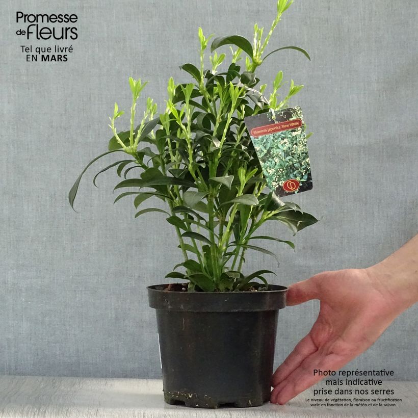 Spécimen de Skimmia japonica Kew White Pot de 2L/3L tel que livré au printemps