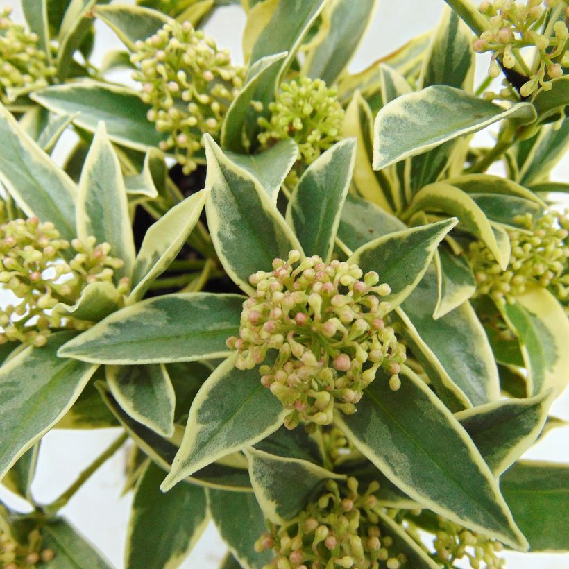 Skimmia japonica Magic Marlot (Foliage)