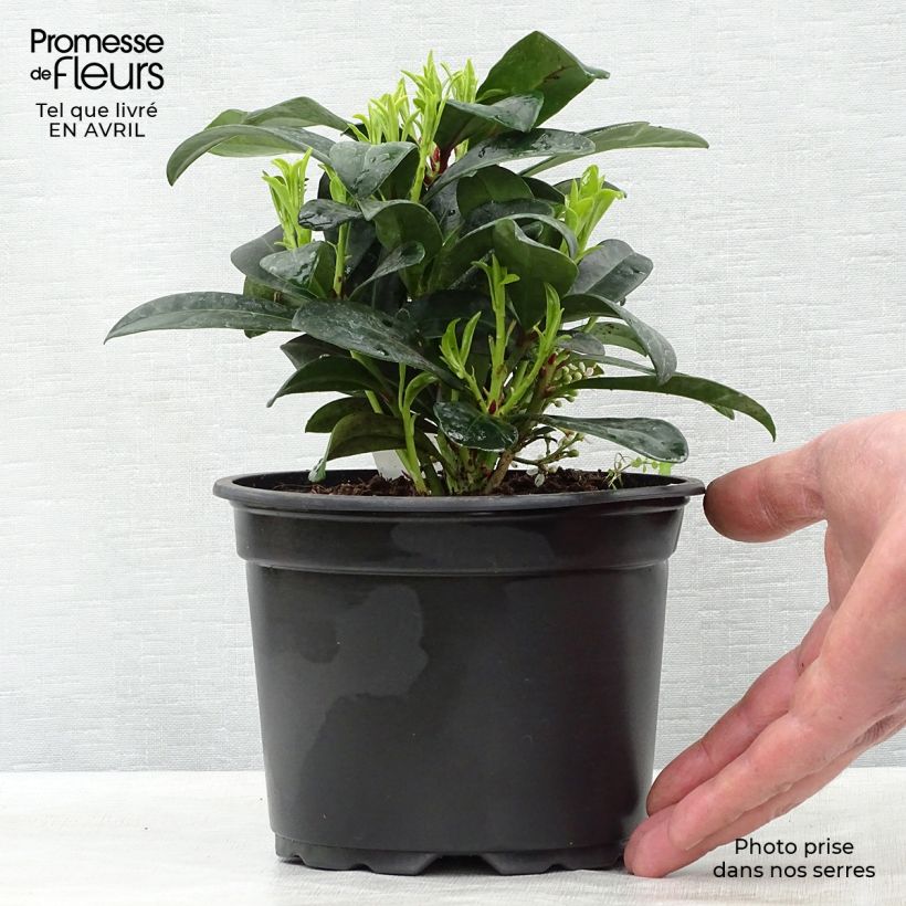 Example of Skimmia japonica Rubella Pot de 12 cm / 13 cm as you get in printemps