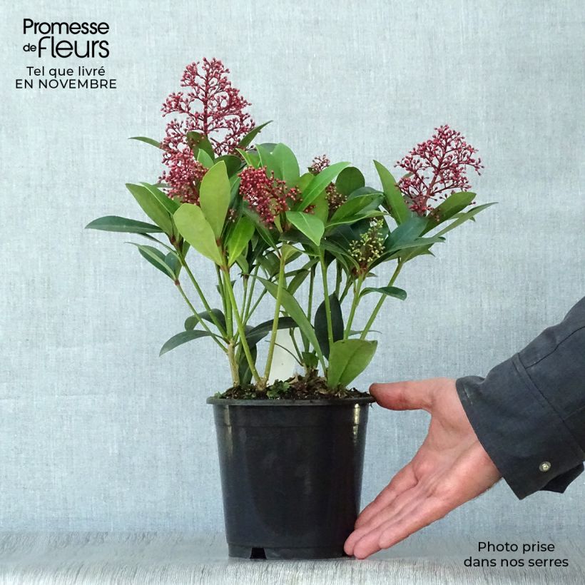 Spécimen de Skimmia japonica Rubella Pot de 12 cm / 13 cm tel que livré en automne