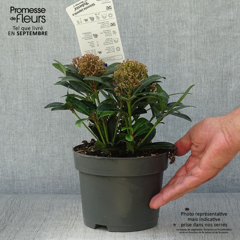 Spécimen de Skimmia japonica Rubesta Pot de 2L/3L tel que livré en automne
