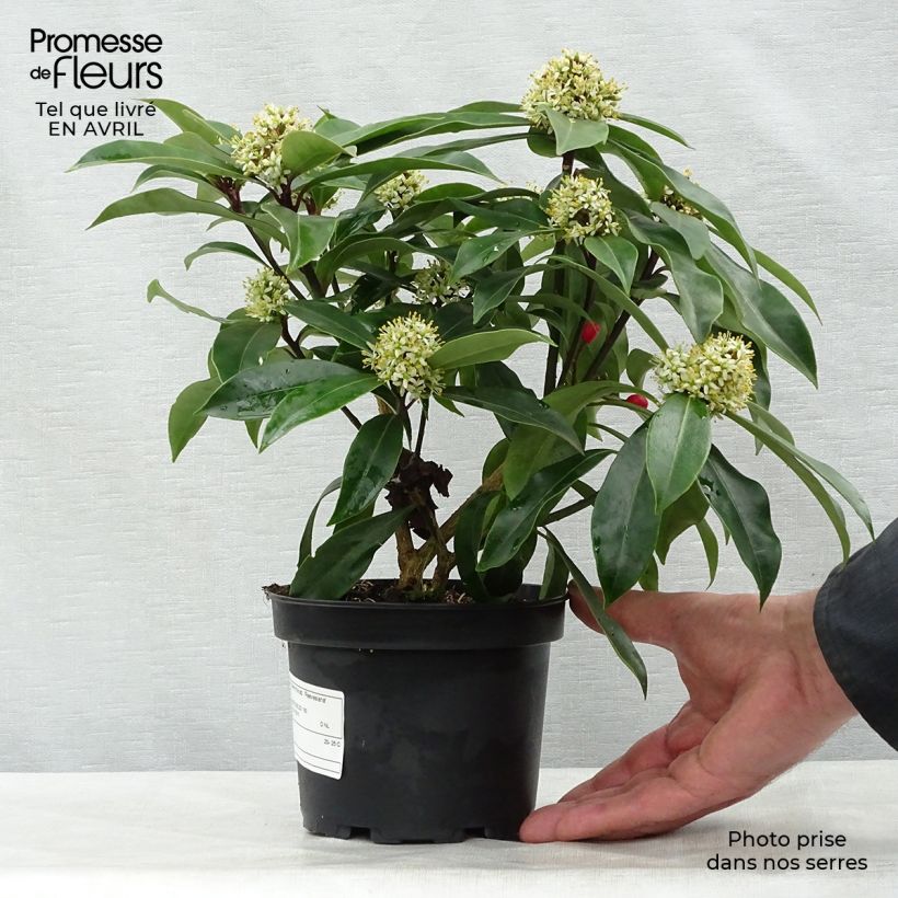 Spécimen de Skimmia reevesiana Pot de 1L/1,5L tel que livré au printemps