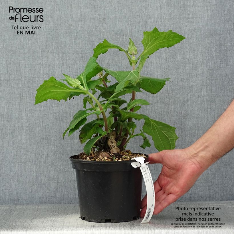 Spécimen de Smallanthus sonchifolius Red Yacon - Poire de terre Pot de 3L/4L tel que livré au printemps