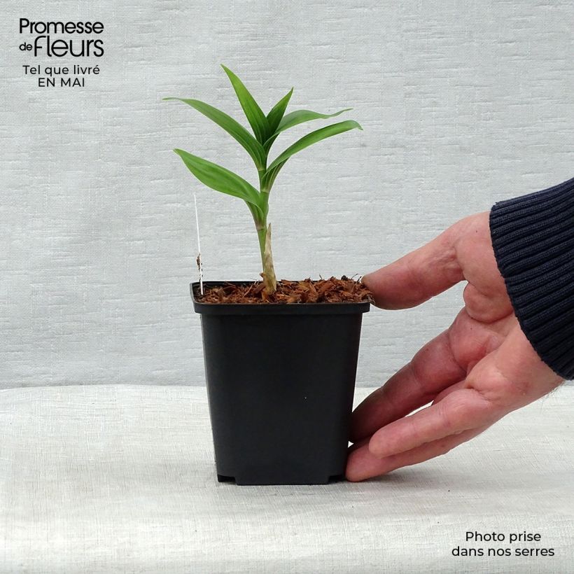 Spécimen de Smilacina racemosa Godet de 8/9 cm tel que livré au printemps