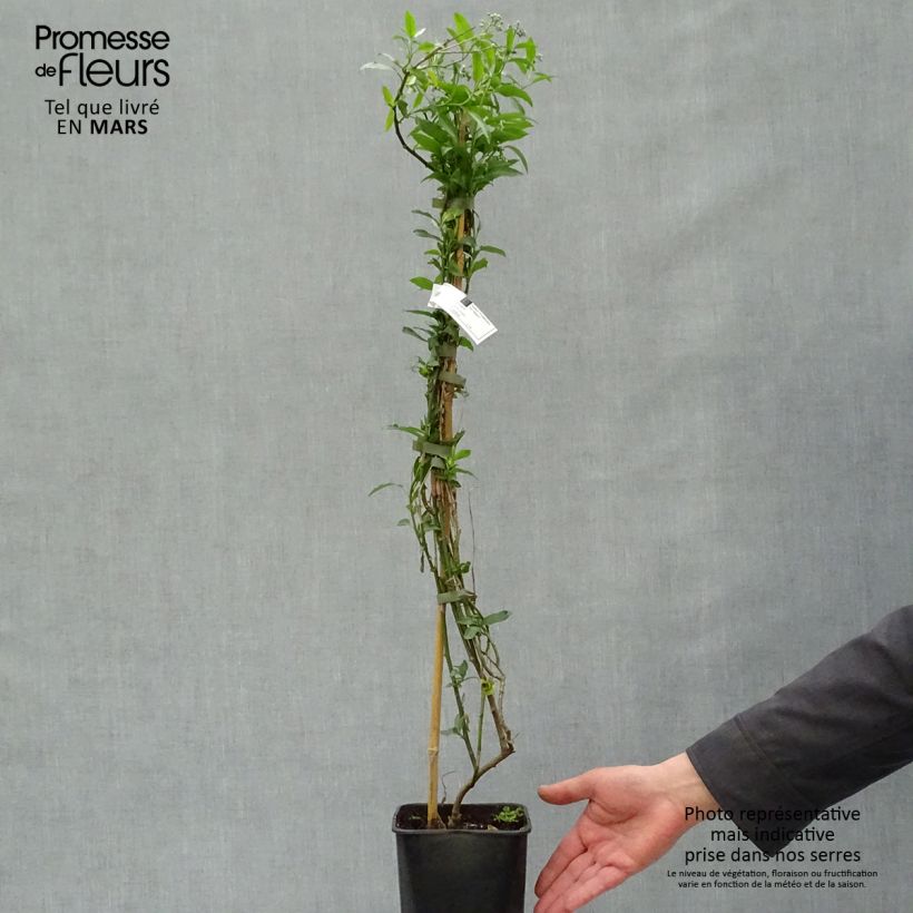 Spécimen de Solanum crispum Glasnevin Pot de 2L/3L tel que livré au printemps