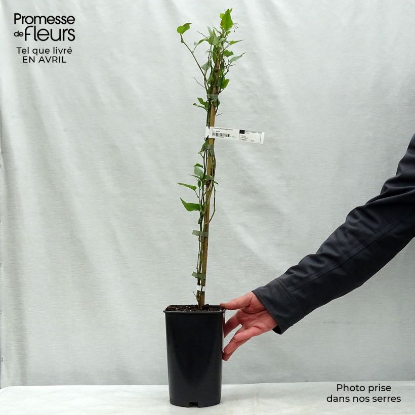 Example of Solanum jasminoides Album Pot de 2L/3L as you get in printemps