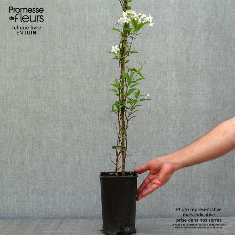 Example of Solanum jasminoides Bleu - Morelle faux-jasmin Pot de 2L/3L as you get in printemps
